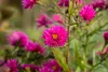 Aster novi-belgii 'Royal Ruby', Glattblatt-Aster, rubinrot, Produktbild-Vorschau 6