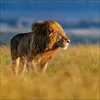 Korsch Kalender 2027 Big Cats Wildlife-Fotografien mit Produktbild-Vorschau 9