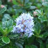 Ceanothus 'Blue Mound'  | 40–50 cm v kvetináči Náhľad obrázku produktu 2