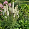 Bloomique - Zestaw 6 sztuk - Liatris spicata Alba - Podgląd zdjęcia produktu 5
