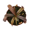 Pianta carnivora dalle foglie rosse - Nepenthes - 9 cm Anteprima dell’immagine prodotto 1