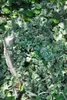 Hedera helix 'Glacier', Efeu, grün-weiß, ca. 9x9 cm Topf Produktbild-Vorschau 1