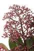 Skimmia japonica 'Rubella', immergrün, rote Knospen, 25–30 Produktbild-Vorschau 3