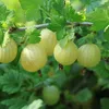 A close-up view of unripe gooseberries on a branch, with green leaves and a blurred background. Podgląd zdjęcia produktu