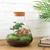 Flaschengarten Set – Sammie Coffea – DIY Terrarium – 26 cm Produktbild-Vorschau 2