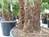 Trachycarpus Fortunei Gruppe mehrstämmig Palme, winterhart Produktbild-Vorschau 7