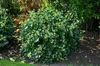Hedera helix 'Arborescens' - Bluszcz krzewiasty Arborescens Podgląd zdjęcia produktu 1