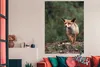 MuchoWow® Poster Fuchs - Wald - Regen 120x180 cm - Produktbild-Vorschau 3