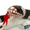 Korallenschlange MARDUK Königsnatter Korallenotter Schlange Produktbild-Vorschau 6