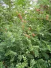 Liquirizia (Glycyrrhiza glabra)  - 20 semi Anteprima dell’immagine prodotto 2