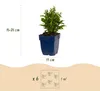 Green boutiQ – Stauden – Aster Tricolour – Strand-Aster – Produktbild-Vorschau 3