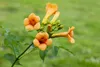 Campsis radicans 'Grandiflora', Trompetenblume, orange, Produktbild-Vorschau 3