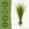 Samenshop24® Härtlicher Schwingel/ Schafschwingel festuca Produktbild-Vorschau 2