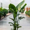 Exotické semená - Strelitzia Nicolai - balenie 10 ks - Náhľad obrázku produktu 5