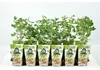 Uva spina verde - Ribes uva-crispa Hinnonmäki verde P9 Anteprima dell’immagine prodotto 2
