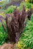 Berberis thunbergii 'Helmond Pillar', Säulen-Berberitze, Produktbild-Vorschau 3