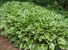 Stauden Gänge 1 x Hosta plantaginea 'So Sweet' im 1 Liter Produktbild-Vorschau 7