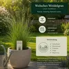 Welsches Weidelgras lolium multiflorum | 1kg für 250 m² | Produktbild-Vorschau 5