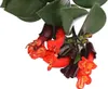 Dehner Schamblume Mona Lisa, Aeschynanthus radicans, in Produktbild-Vorschau 2
