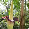 Amorofalus tytanowy (Amorphophallus titanum)  – 1 Podgląd zdjęcia produktu 1