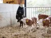 Kerbl HayBag (Größe Small, mit 12 Löchern, Heusack für Produktbild-Vorschau 9