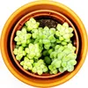 Gardners Sedum Burrito, priemer 6 cm Náhľad obrázku produktu 2