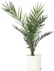 Kanarische Dattelpalme - Phoenix canariensis - Höhe Produktbild-Vorschau 6