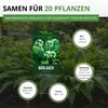 Bärlauch Waldknoblauch Samen - Allium ursinum - Produktbild-Vorschau 3