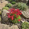 6x Saxifraga (A) Carpet Purple Robe P9H20 Produktbild-Vorschau 3