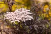 Sambucus nigra 'Black Lace', Schwarzer Holunder, dunkelrot, Produktbild-Vorschau 2