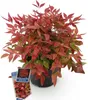 Nandina Blush Pink - Dunkelrosa - Immergrün - Pflegeleicht Produktbild-Vorschau 2