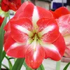 Amaryllis Zwiebel Striped Passion - 1 Blumenzwiebel in Produktbild-Vorschau 2