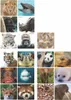 WWF Memo-Spiel "Selfies" 36 Teile Elefanten Pandas Tiger Produktbild-Vorschau 1