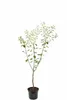 Pflaume Opal Hochstamm 100–120 cm – selbstfruchtender Produktbild-Vorschau 4