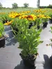 Rudbeckia Sunbeckia Alicia - Sonnenhut Sunbeckia Alicia Produktbild-Vorschau 3