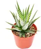 Haworthia fasciata "Big Band" - mittelgroße Pflanze im Produktbild-Vorschau 1