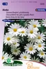 Marguerites d'Alaska, graines de fleurs à grandes fleurs – Voir les images du produit 1