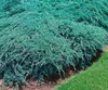 Juniperus squamata 'Blue Carpet', Blauer Teppichwacholder, Produktbild-Vorschau 14