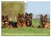 Altdeutsche Schäferhunde - Traumhafte Schäferhunde Produktbild-Vorschau 7