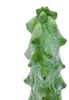 Myrtillocactus geometrizans cv. fukurokuryuzinboku – kaktus Náhled obrázku produktu 2