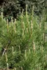 Pinus mugo 'Pumilio', Bergkiefer, kompakt, 25–30 cm Produktbild-Vorschau 11