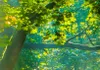 Akustikbild Weg Natur 200x100 cm Bilder Akustikschaum Produktbild-Vorschau 3
