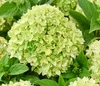 Dehner Bodendecker-Rispenhortensie Groundbreaker® Greeny™, Produktbild-Vorschau 5