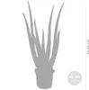 Bloomique - Aloe Vera - Plantes d’intérieur - Plantes Voir les images du produit 5
