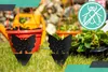 Kuketo | Insektenfalle Motten - Schwarz - 12 Stück - Produktbild-Vorschau 7