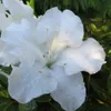 Japanische Azalee ´ENCORE®PURE WHITE´ 20-30 cm, Cont. 3 l Produktbild-Vorschau 2
