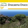 SAFLAX Kultivační sada - dračí strom - Dracaena Draco - 5 Náhled obrázku produktu 10
