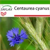 SAFLAX - Modrá nevädza - Centaurea cyanus - 27000 Semená - Náhľad obrázku produktu 8