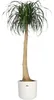 elho b.for Soft Rund 30cm Übertopf - weiss Produktbild-Vorschau 16