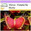 SAFLAX - Wenus - Pułapka Na Muchy - 10 Nasiona - Dionaea Podgląd zdjęcia produktu 9